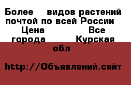 Более200 видов растений почтой по всей России › Цена ­ 100-500 - Все города  »    . Курская обл.